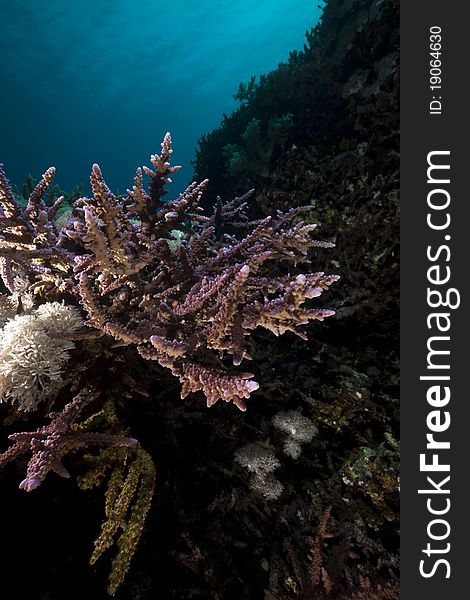 Underwater scenery in the Red Sea.