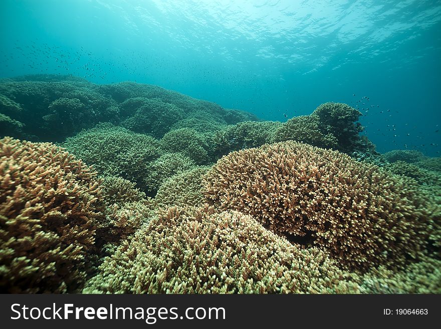 Underwater Scenery In The Red Sea.