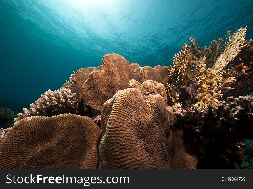 Underwater scenery in the Red Sea.