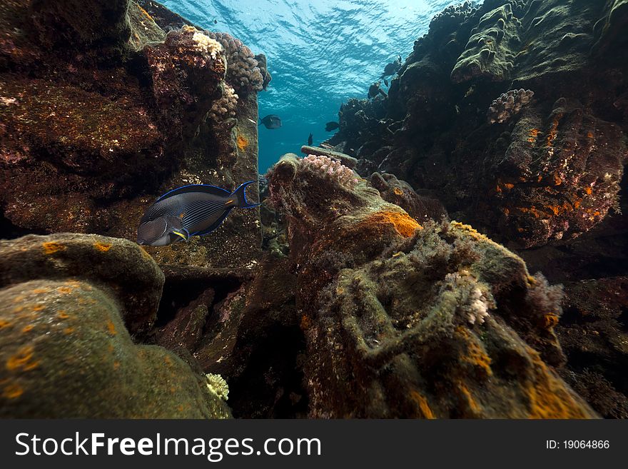 Surgeonfish and Kormoran in the Red Sea.