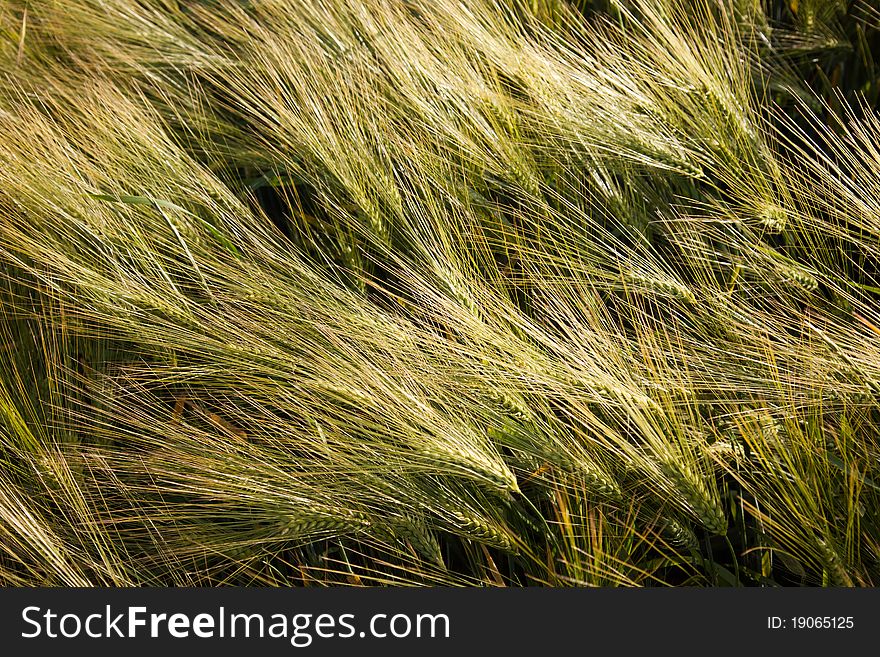 Section of a corn field - the cultivation of barley in the summer. Section of a corn field - the cultivation of barley in the summer