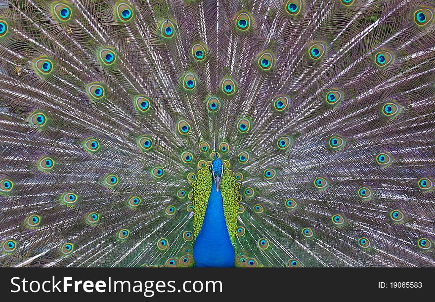 Peacock showing his majestic tail during the mating season. Peacock showing his majestic tail during the mating season.