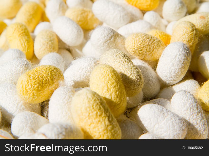 Silk cocoons prepared for making silk