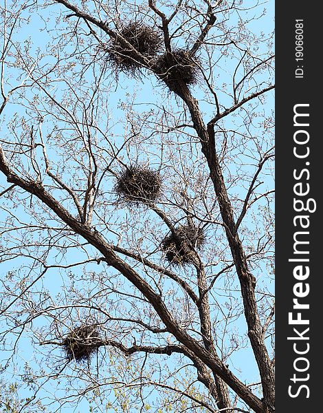 Branch With Bird S Nest