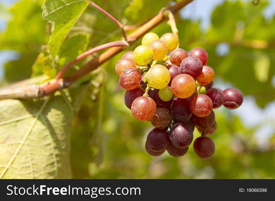 Grape fruits with health benefits. Grape fruits with health benefits.