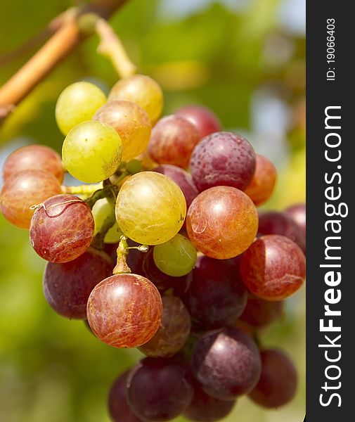 Grape fruits with health benefits. Grape fruits with health benefits.
