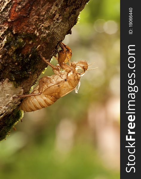 An empty pupae shell of an Asian cicada. An empty pupae shell of an Asian cicada