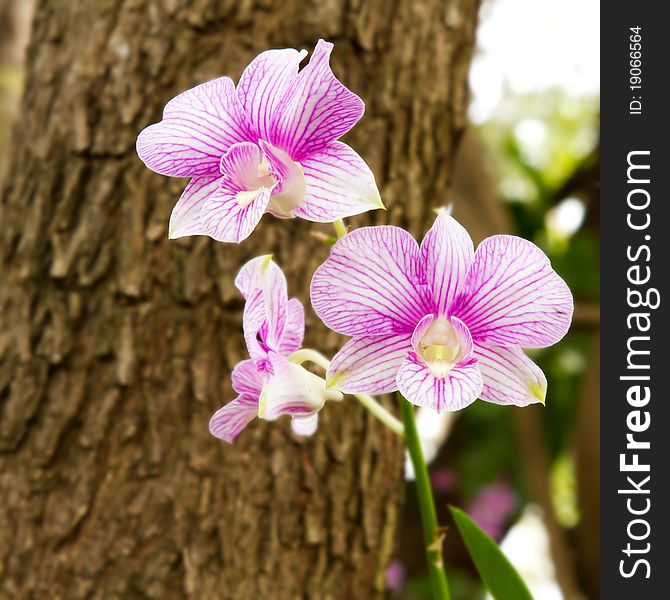 Orchid pink flowers is one more beautiful