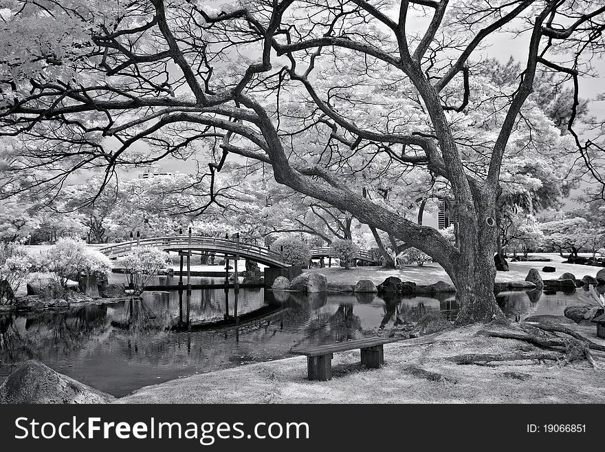 Scenery in Chinese Garden