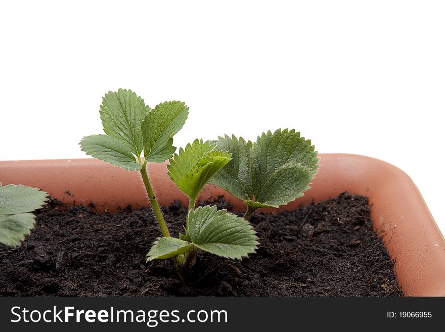 Strawberry plant in the flowerpot