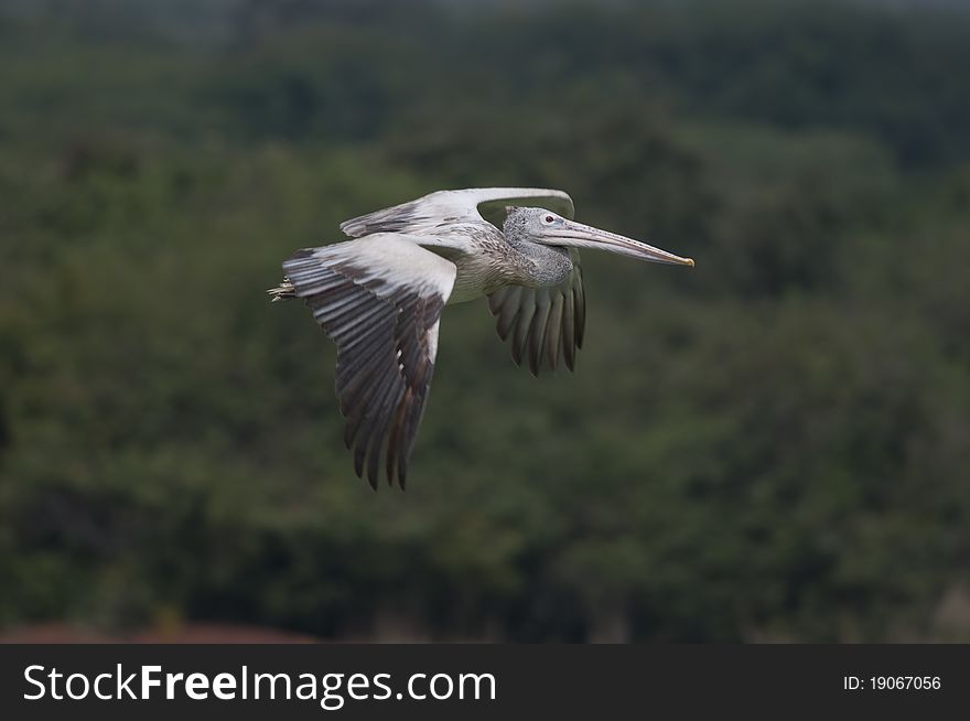 Spot Billed Pelican in his natural habitat