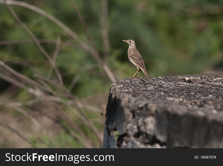 A lonely paddy field pipit perching on a rock