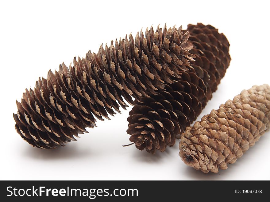 Fir cone onto white background