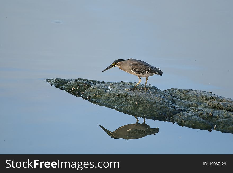 Little Green Heron