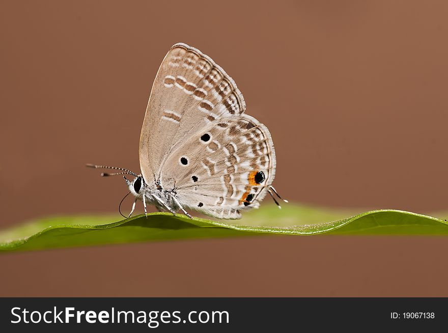 Chilades Pandava butterfly perching on a leaf