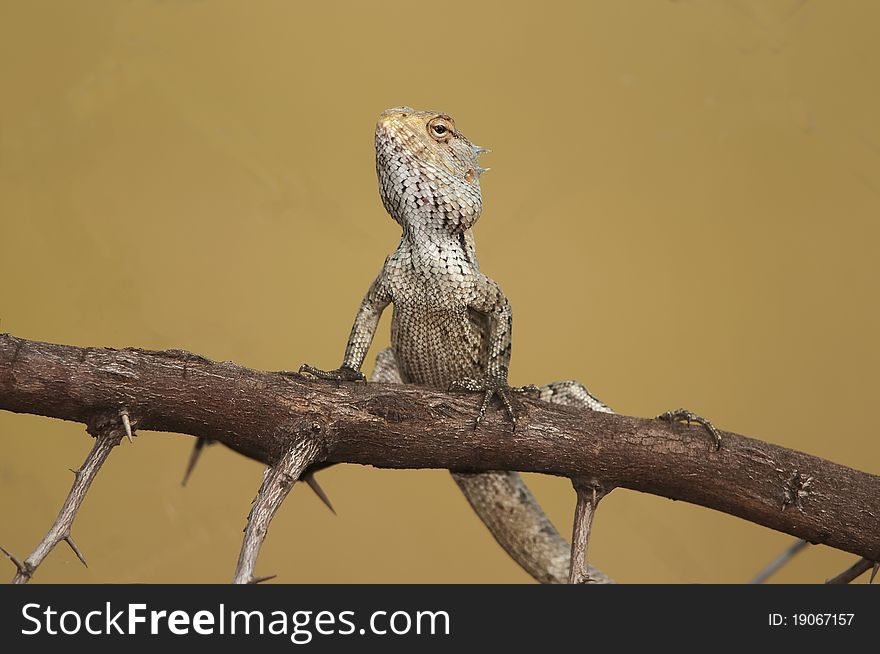 A garden lizard posing majestically in the sun