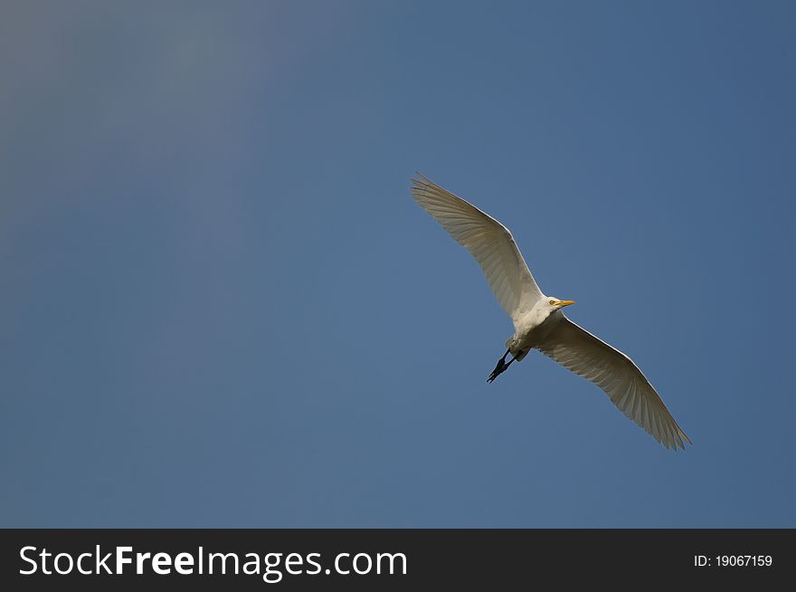 Little Egret in its natural habitat