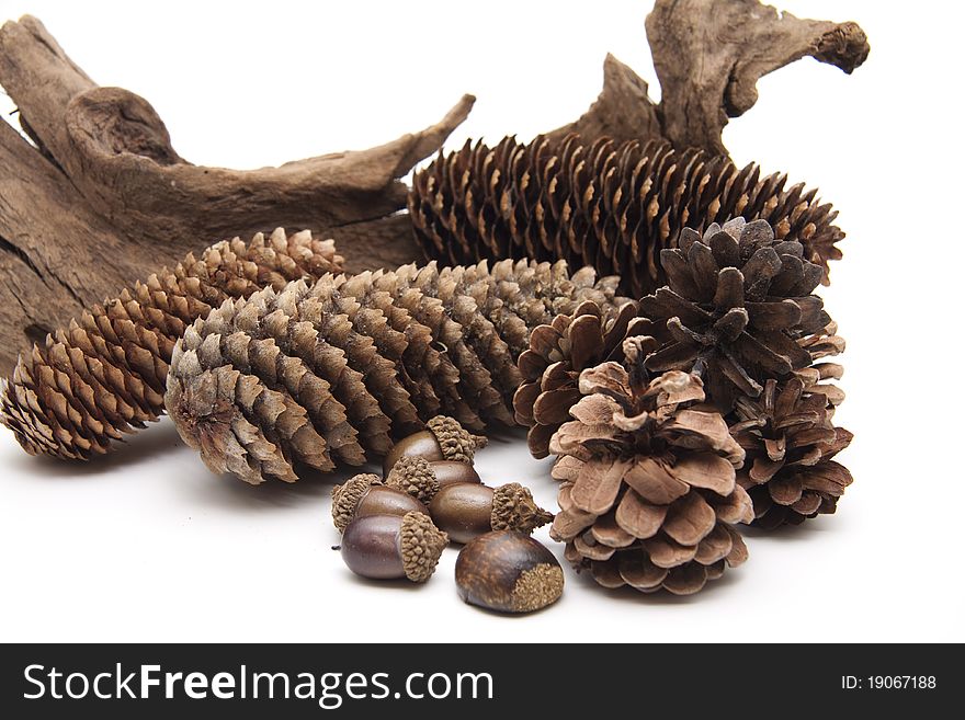 Fir cone with acorn and root