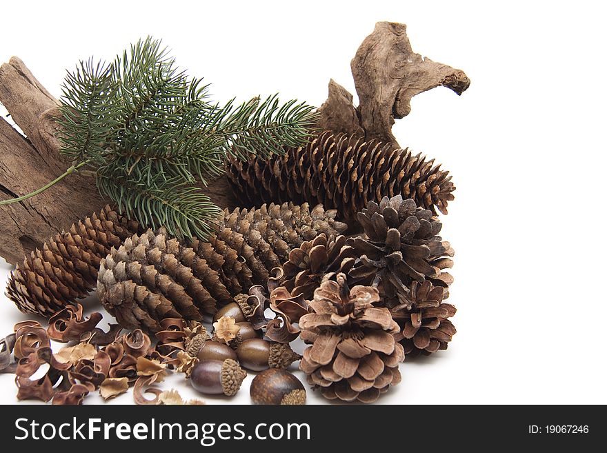 Fir Cone With Acorn