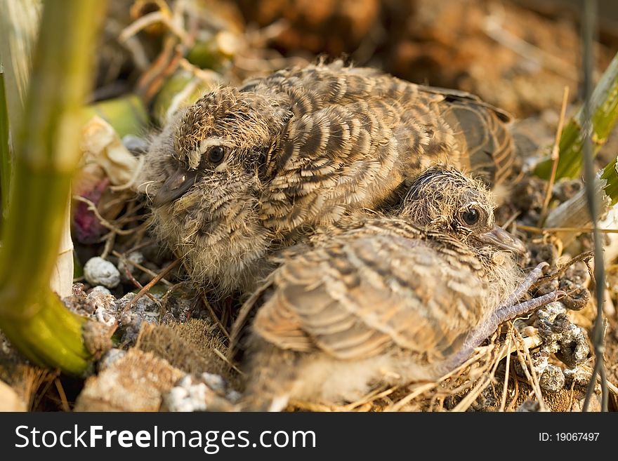 Dove son still live in the nest weak.