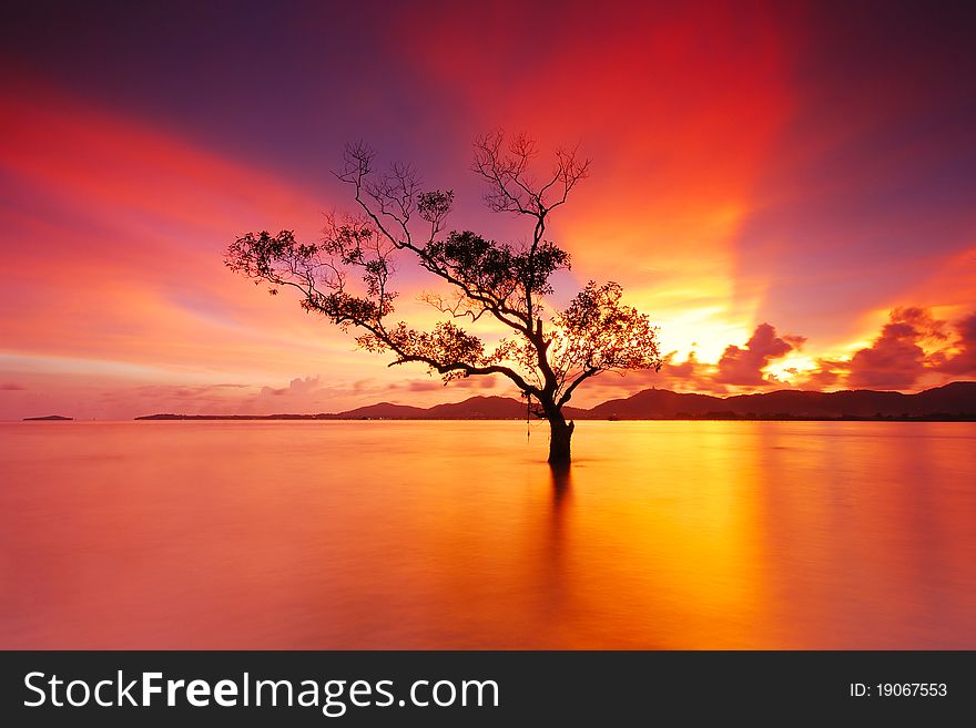 A tree is stand alone during beautiful sky