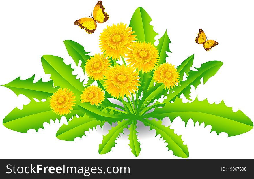 The vector illustration contains the image of dandelions