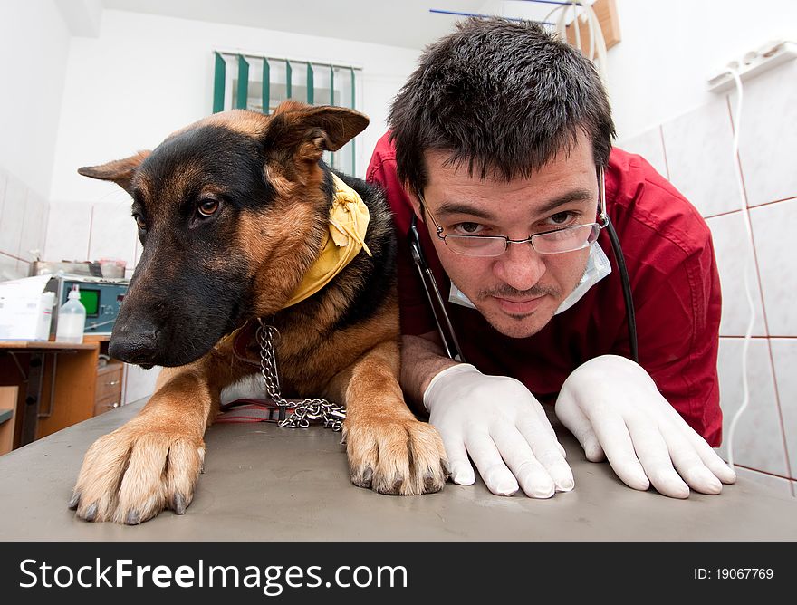 Funny vet imitating his german shepherd patient. Funny vet imitating his german shepherd patient