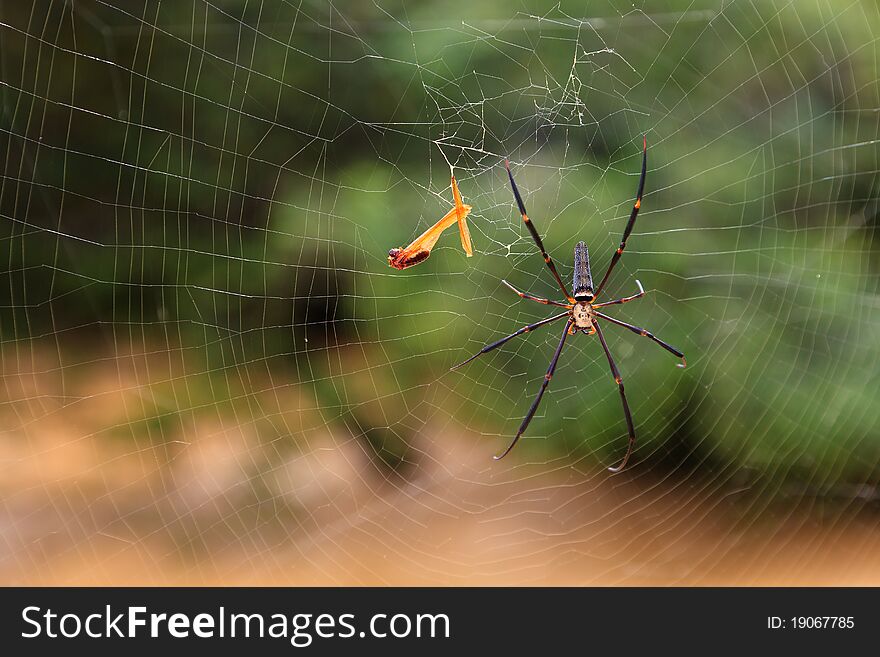 Spider in his web in close-up