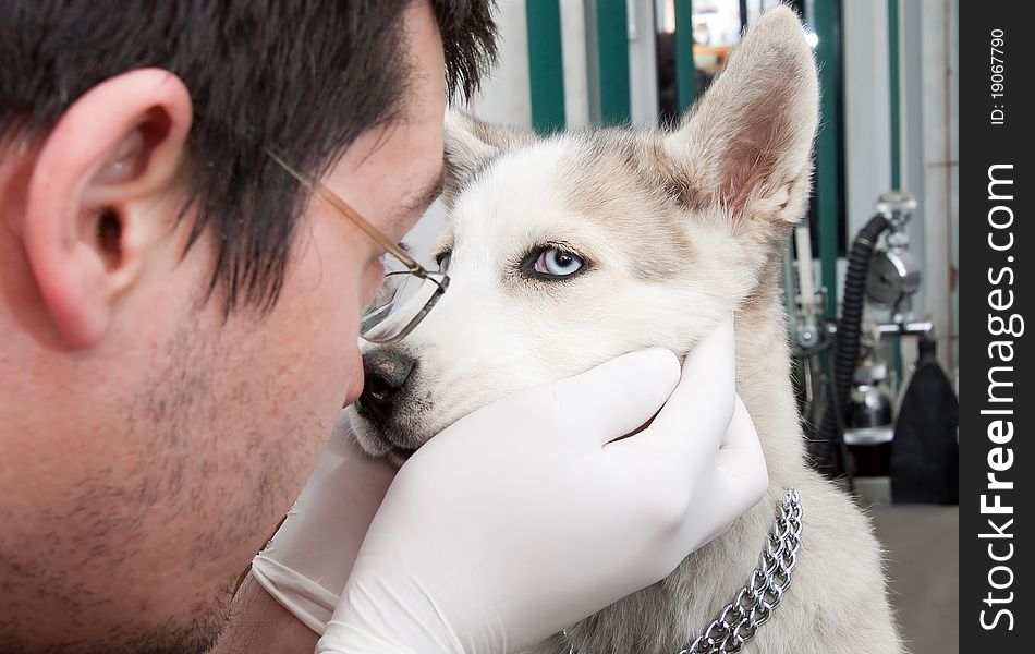 Husky puppy at a small animal clinic being examined. Husky puppy at a small animal clinic being examined