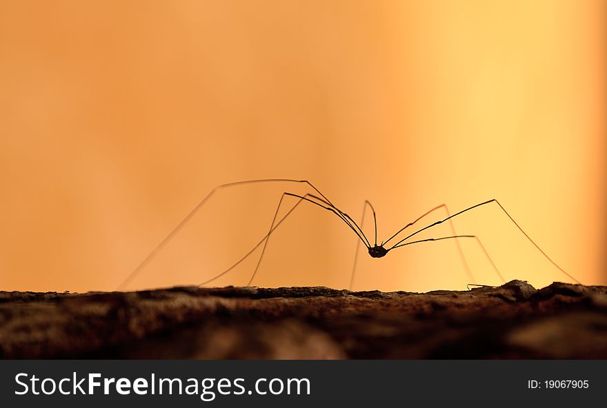 Spider walking on the ground at sunset