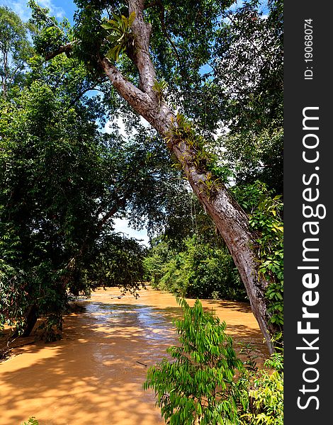 Brown river in the jungle of Malaysia