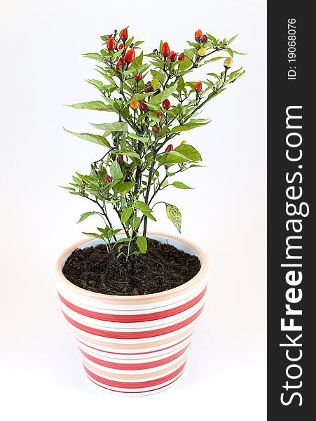Peppers Potted Plant
