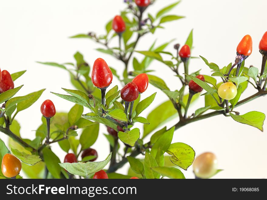 Peppers  Plant