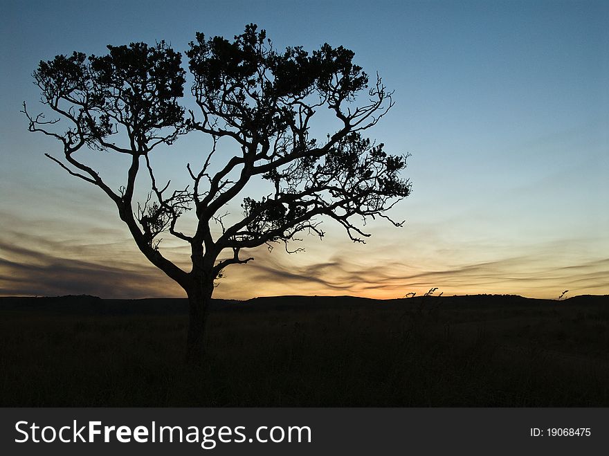 Silhoetted tree against a sunset. Silhoetted tree against a sunset