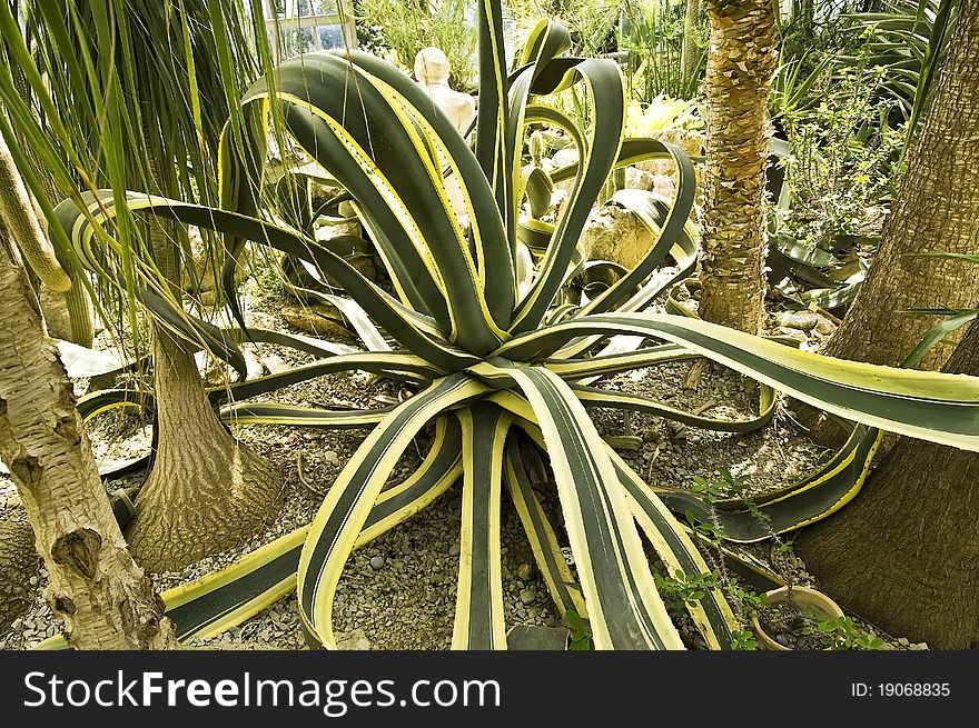 Beautiful agave in the photo