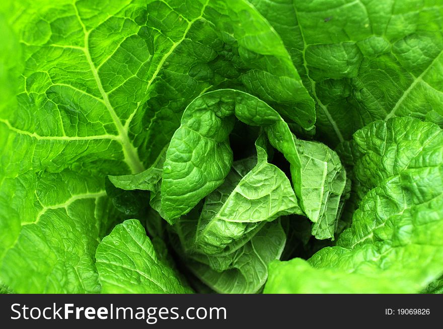 Closeup view of fresh green celery cabbage growing in spring