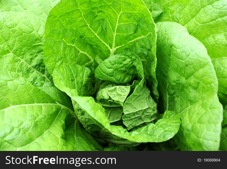 Closeup view of fresh green celery cabbage growing in spring