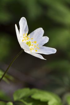 Anemone Flower Royalty Free Stock Images