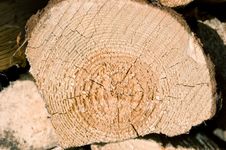 Fresh Log Stock Photography Fresh Log Stock Photography