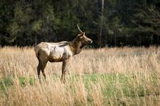 Elk Wildlife Photography In Great Smoky Mountains Royalty Free Stock Photo Elk Wildlife Photography In Great Smoky Mountains Royalty Free Stock Photo