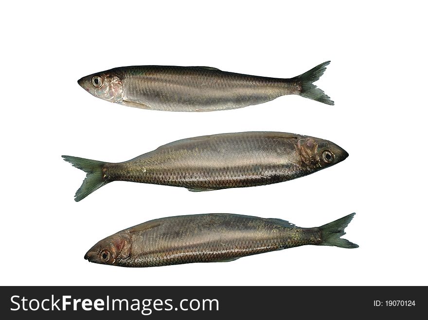 Three fresh herrings on white background