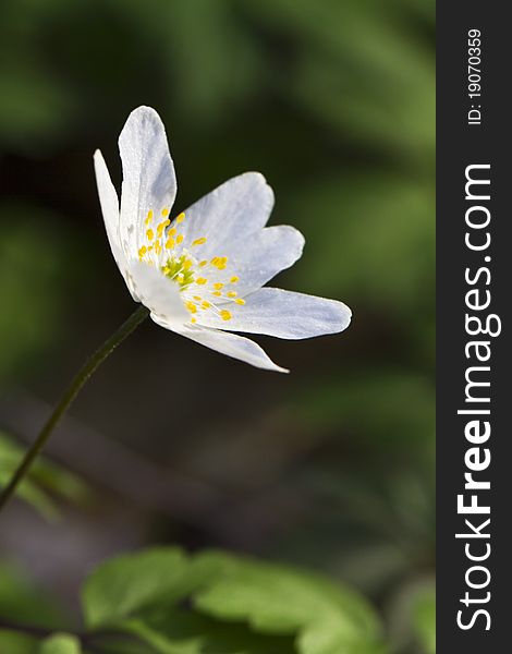Isolated white anemone flowers seen up close