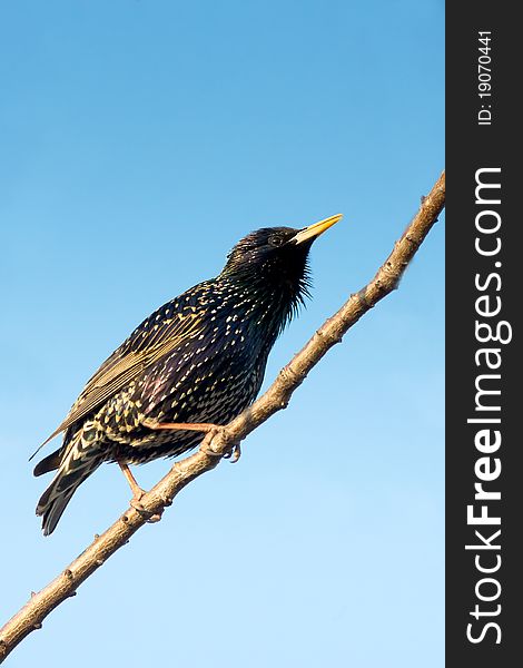 European Starling (Sturnus vulgaris) on the branch with a blue background