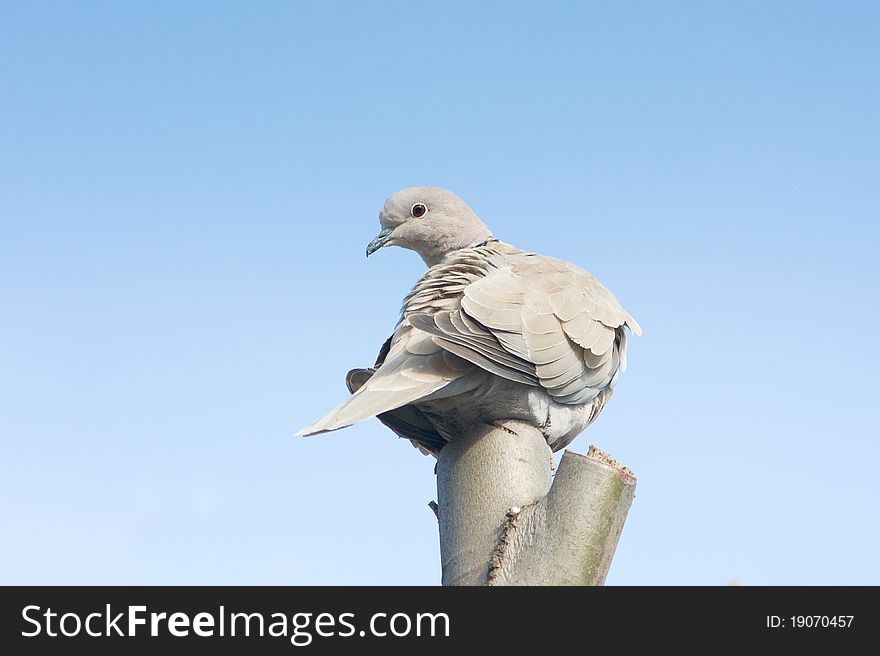 Collared dove on top of a branch / Streptopelia decaocto. Collared dove on top of a branch / Streptopelia decaocto