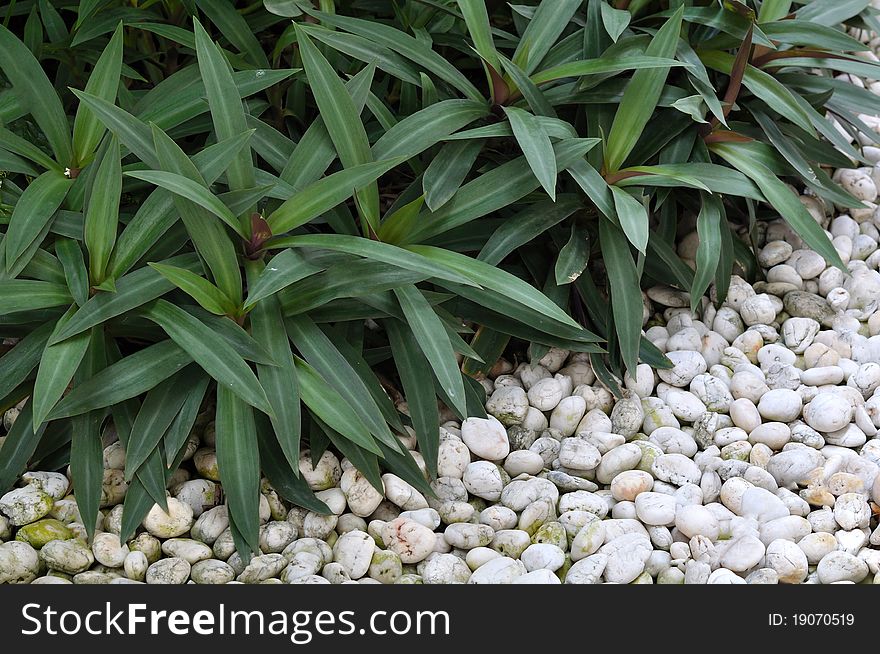 Green plant in stone garden