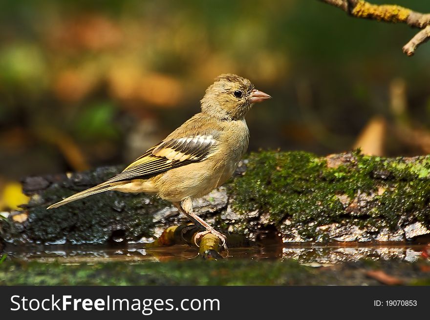 Bright bird chaffinch in wild nature.Gorizontalny shot.