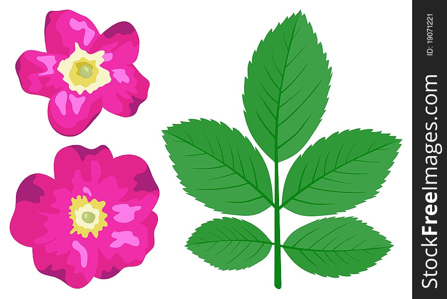 Dogrose leaves and flowers is isolated on a white background. Dogrose leaves and flowers is isolated on a white background