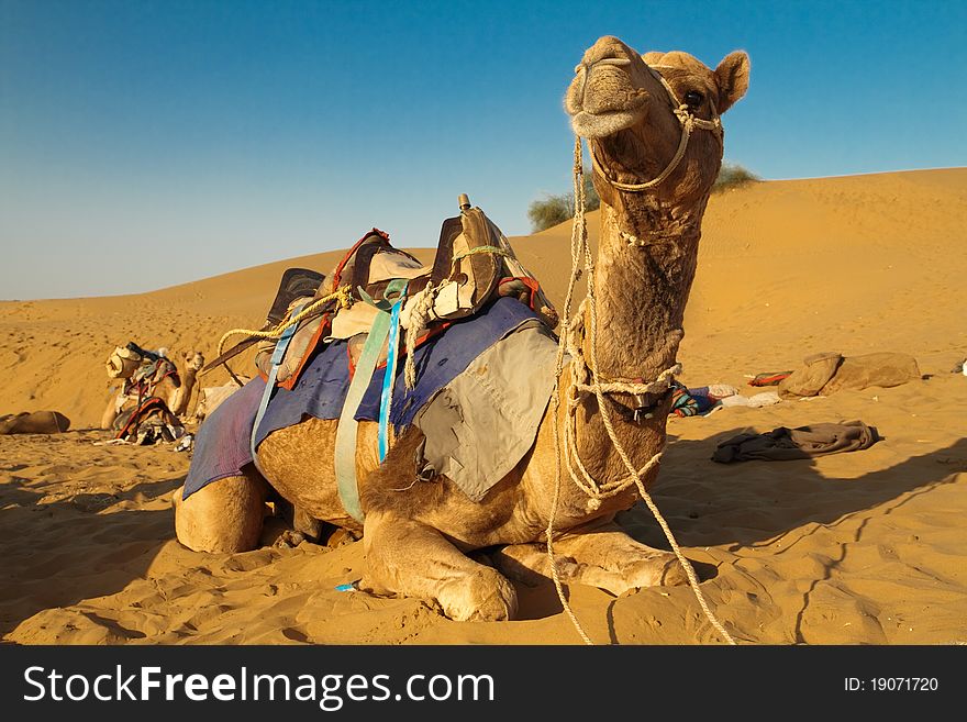 Saddled camel resting on sandy desert