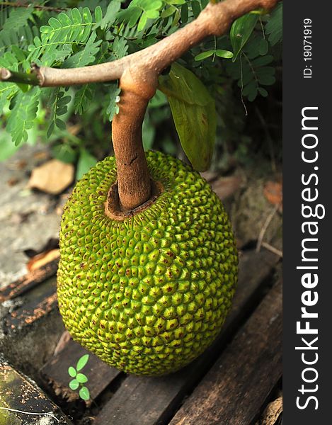 The flesh of the jackfruit is starchy, fibrous and is a source of dietary fiber. The flavour is similar to a tart banana.