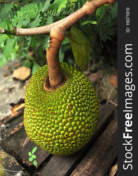 Jackfruit